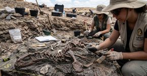 O que parecia uma pedra com algumas pernas e vértebras acabou se tornando uma sensação científica: foi assim que Doolysaurus, o novo dinossauro da Coreia do Sul, veio à tona