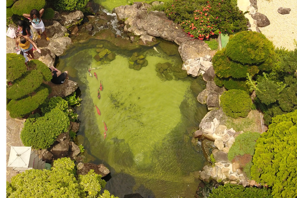 Lago de carpas no Jardim Japonês do Parque Maeda