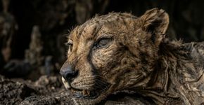 Em uma caverna próxima a Arar, no norte da Arábia Saudita, foram encontrados corpos inteiros de guepardos mumificados naturalmente, e os cientistas continuam impressionados com o estado quase impossível de preservação
