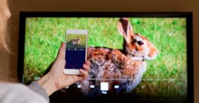 Aplicativo gratuito facilita streaming de celular para Smart TV