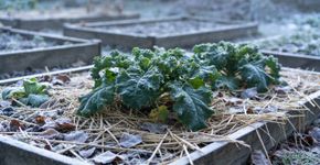Calendário de jardinagem: o que plantar e o que fazer em janeiro