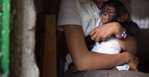 Este santuário na África se dedica a cuidar de chimpanzés órfãos