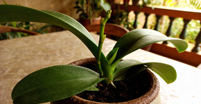 Esse adubo caseiro faz qualquer orquídea se estufar de flores