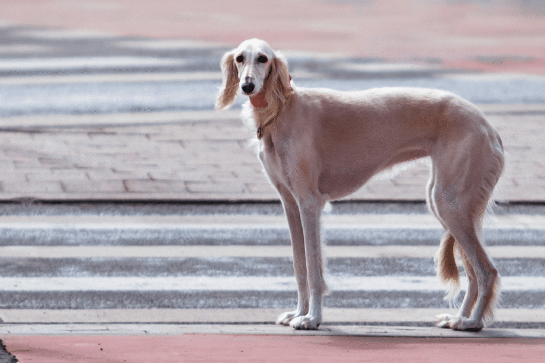 O saluki reúne grande capacidade física e um temperamento geralmente gentil e independente (Imagem: SERGEI BRIK | Shutterstock)