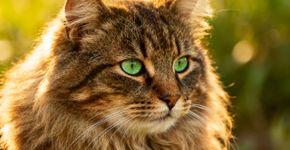 Gato siberiano é a raça ideal para quem tem alergia