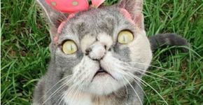 Gata considerada ‘feia’ escapa da morte e se torna estrela