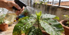 Jeito fácil de acabar com as pragas das plantas usando apenas detergente