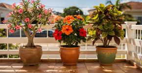 4 plantas auspiciosas que podem ser cultivadas em vasos, toleram o sol e são fáceis de cuidar