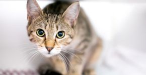 Seu gato é tímido? 10 nomes perfeitos para combinar com ele  