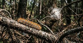 É um dos animais mais letais, mas tornou-se predatório: a lagarta processionária pode estar em apuros