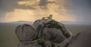 Fotógrafo registra os dez primeiros meses da vida de um coelho