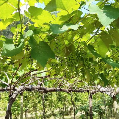 Tour oferece visitação à vinícola e degustação de vinho