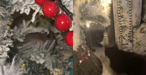 Surpresa de Natal: Mulher percebe ‘olhos’ em pinheiro e tem revelação aterrorizante