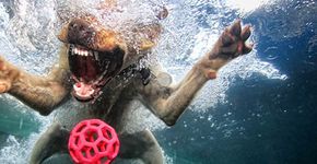 Cachorros embaixo d’água