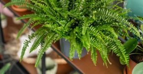 Foto: (iStock/Malkovstock)
