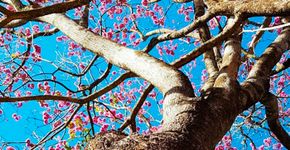 Ipê-roxo é 1ª árvore do Cerrado a ter genoma sequenciado