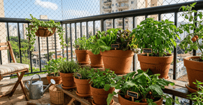 6 vegetais que você pode plantar em vasos em março para uma colheita rápida