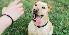 Foto: (iStock/RobertoDavid)