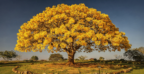 A espécie ornamental que virou tendência porque aguenta o sol forte e exige pouca água no jardim