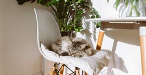 10 nomes perfeitos para gatos dorminhocos