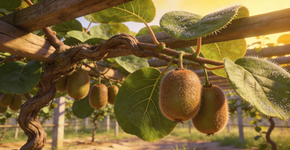 Qual o nome da árvore de kiwi? Poucos conhecem seu nome curioso