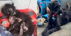 Estes antes e depois de animais resgatados vão derreter seu coração