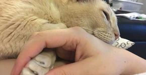 Gato adotado só consegue dormir se dona segurar sua pata