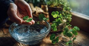 Ritual simples com trevo para destravar sua sorte hoje