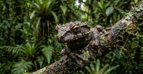 Existem rãs brasileiras que não apenas produzem toxina: elas dão cabeçadas para espetar o inimigo e injetar o veneno