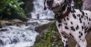 Serra Fluminense: cachoeira e bolinho de truta para curtir com os cachorros