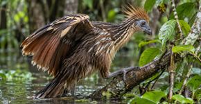Filhotes com garras nas asas e um estômago que fermenta folhas: por que o hoatzin parece uma ave de outra era