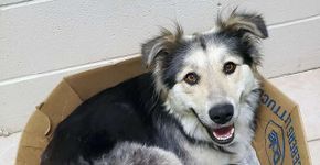 Foto: (BC SPCA)