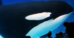 Ex-funcionária do SeaWorld revela novos detalhes sobre maus-tratos de orcas
