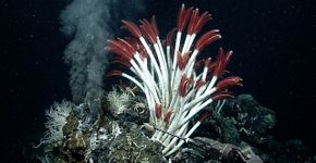 Um animal sem boca e sem sistema digestivo vive no fundo do oceano graças a uma fábrica escondida dentro do próprio corpo