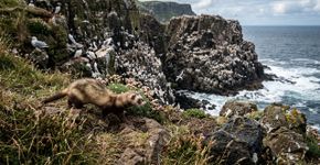 Na década de 1980, furões foram soltos em uma ilha para controlar coelhos; décadas depois, seus descendentes ameaçaram uma colônia de mais de 250 mil aves marinhas