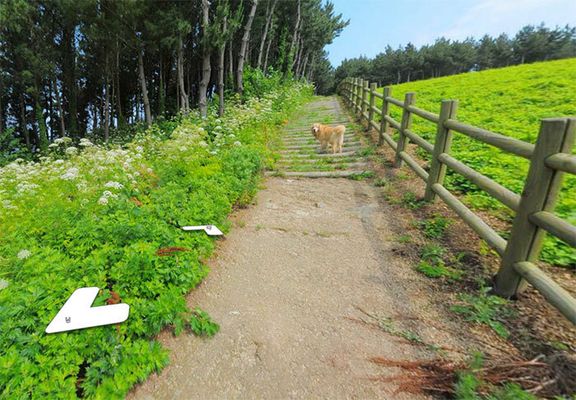 Cachorro segue carro do Google Street View e resulta em álbum pra lá de fofo