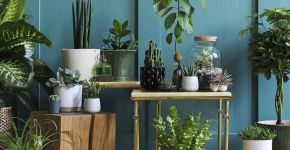 3 plantas que trazem energia positiva no dia a dia