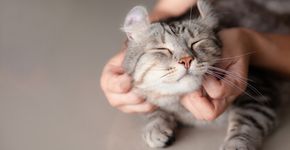Foto: (Nitiphonphat/istock)