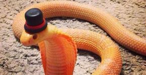 Internautas publicam fotos de cobras usando chapéu