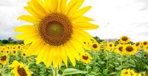 Descubra qual flor mais combina com seu signo