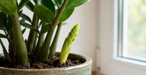 Apenas 5 gotas de água e a Zamioculcas cresce como louca: Os caules brotam um após o outro