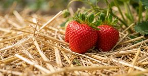 Morangos encostados na terra podem sofrer mais com umidade e sujeira: por que uma camada de palha ao redor das plantas ajuda a proteger os frutos durante o desenvolvimento