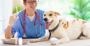 Raiva é uma doença grave: veja como identificar sinais nos animais e prevenir
