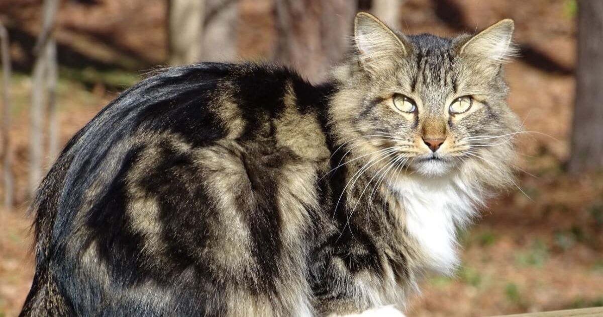 Gatos Americanos: Raças Originárias dos EUA