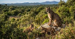 O lince-ibérico que alcança 31 novos filhotes