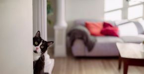 Foto: (Linda Raymond/istock)