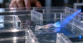 Cientistas criam robô que nada usando células musculares vivas, responde a flashes de luz e consegue atravessar um labirinto sem motor convencional