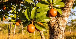 A fruta com gosto de chiclete que você pode ter no meio do jardim