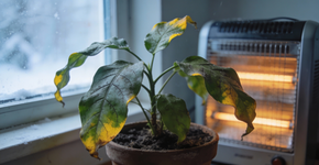 Por que as folhas das plantas de interior ficam amarelas? Os motivos mais comuns são esses