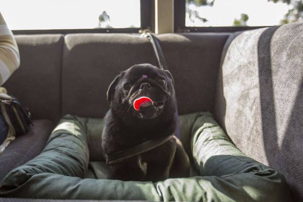  Os animais têm conforto e segurança no vagão pet